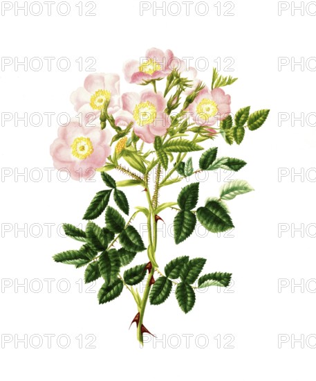 Cultivated plant, precious rose, rose rose inlignosa, common sweet Buer rose, illustration, reproduction from a model from the 19th century. Authentic, file restored for optimal use, exact date of submission unknown, historical
