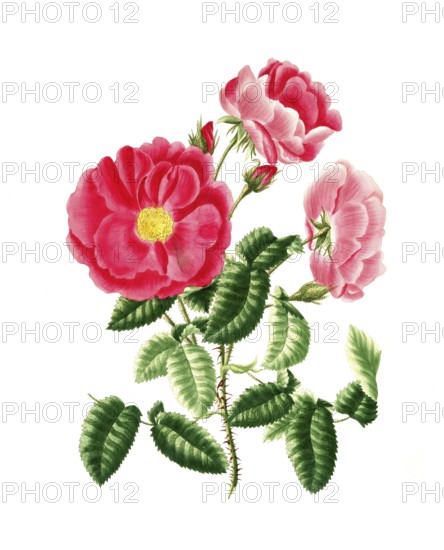 Cultivated plant, precious rose, rose gallica, red officinal rose, illustration, reproduction from a model from the 19th century. Authentic, file restored for optimal use, exact date of submission unknown, historical