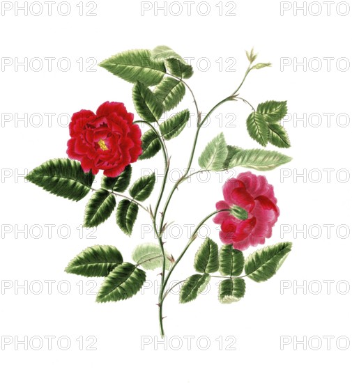 Cultivated plant, precious rose, rose semperflorens, dark china rose, illustration, reproduction from a 19th century model. Authentic, file restored for optimal use, exact date of submission unknown, historical