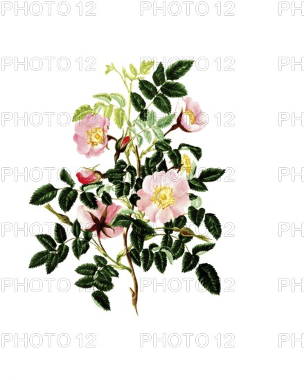 Cultivated plant, precious rose, rose, rosa alpina, alpine rose, illustration, reproduction from a model from the 19th century. Authentic, file restored for optimal use, exact date of submission unknown, historical