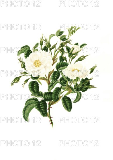 Cultivated plant, precious rose, rose rosa alba, double white rose, illustration, reproduction from a model from the 19th century. Authentic, file restored for optimal use, exact date of submission unknown, historical
