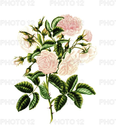 Cultivated plant, precious rose, flower, illustration, reproduction from a 19th century model. Authentic, file restored for optimal use, exact date of submission unknown, historical