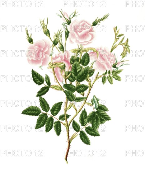 Cultivated plant, precious rose, rose Rosa Carolina, double burnet leaved rose, illustration, reproduction from a model from the 19th century. Authentic, file restored for optimal use, exact date of submission unknown, historical