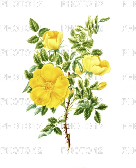 Cultivated plant, precious rose, rose Rosa tulea, single yellow rose, illustration, reproduction from a model from the 19th century. Authentic, file restored for optimal use, exact date of submission unknown, historical