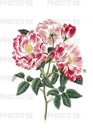 Cultivated plant, precious rose, rose gallica versicolor, rosa mundi, illustration, reproduction from a 19th century model. Authentic, file restored for optimal use, exact date of submission unknown, historical