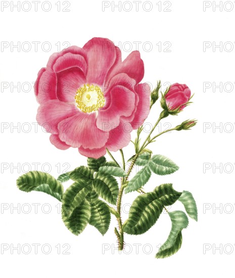 Cultivated plant, precious rose, rose gallica, grand rose, illustration, reproduction from a 19th century model. Authentic, file restored for optimal use, exact date of submission unknown, historical
