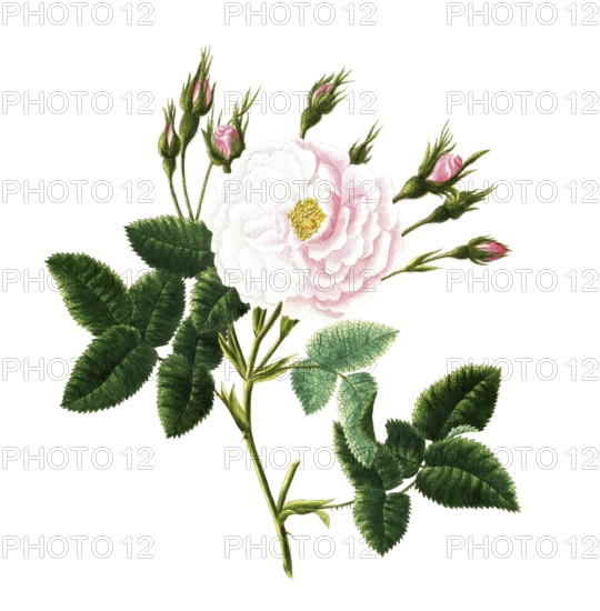 Cultivated plant, precious rose, rose rosa alba, Great Maidens blush rose, illustration, reproduction from a model from the 19th century. Authentic, file restored for optimal use, exact date of submission unknown, historical