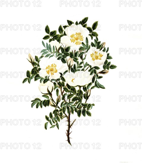 Cultivated plant, sweet rose, rose spinosissima, tall scotch rose, illustration, reproduction from a 19th century model. Authentic, file restored for optimal use, exact date of submission unknown, historical