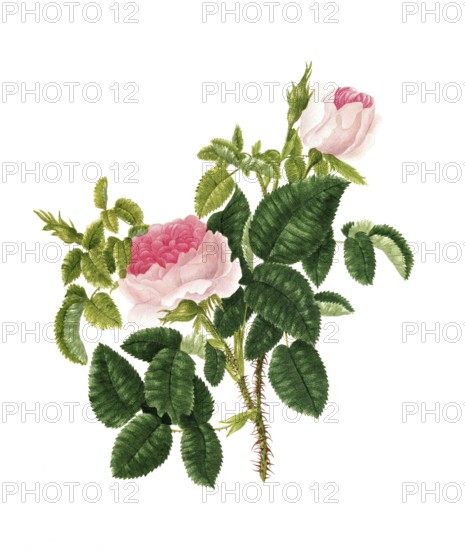 Cultivated plant, precious rose, rose rosa centifolia, blush royal rose, illustration, reproduction from a model from the 19th century. Authentic, file restored for optimal use, exact date of submission unknown, historical