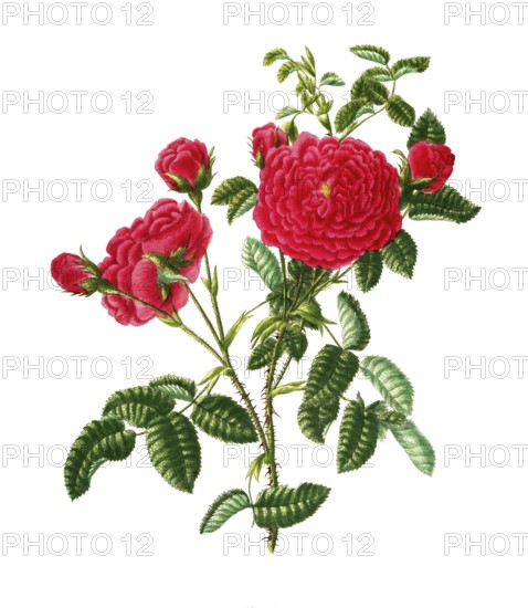 Cultivated plant, precious rose, rose rosa centifolia, sultan rose, illustration, reproduction from a model from the 19th century. Authentic, file restored for optimal use, exact date of submission unknown, historical