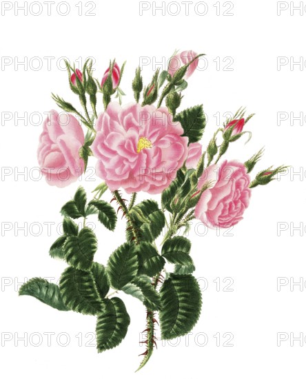 Cultivated plant, precious rose, rose rosa damascena, red monthly rose, illustration, reproduction from a model from the 19th century. Authentic, file restored for optimal use, exact date of submission unknown, historical