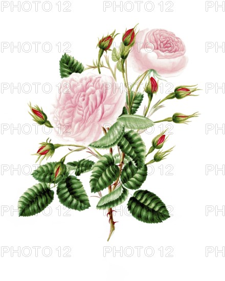 Cultivated plant, precious rose, rose provencialis, common Provence rose, illustration, reproduction from a model from the 19th century. Authentic, file restored for optimal use, exact date of submission unknown, historical