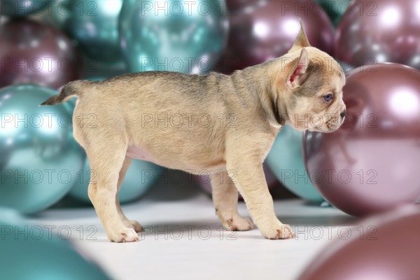 Cute cream colored French Bulldog dog puppy with short tail standing in front of colorful balloons background