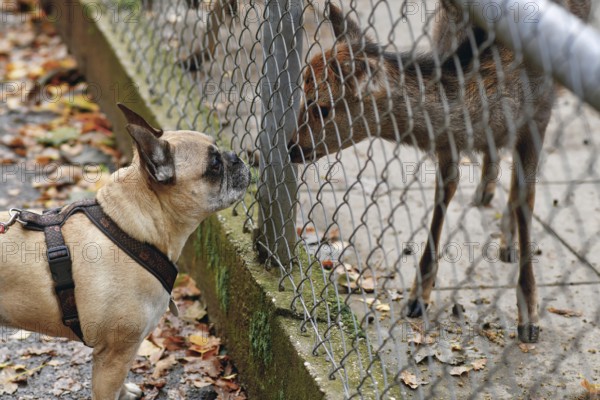 French bulldog dog sniffs young Shika deer through wildlife enclosure fence