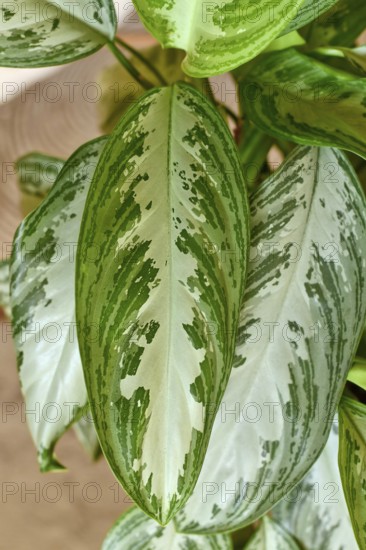 Close up of leaf of tropical 'Aglaonema Silver Bay' houseplant with silver pattern