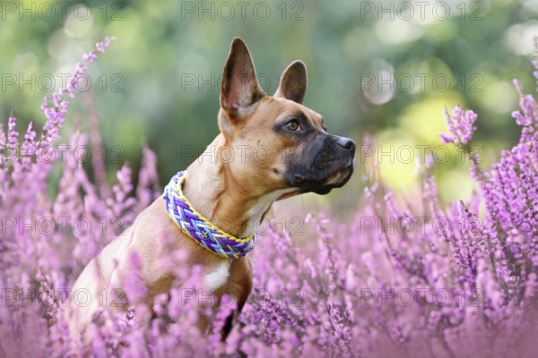 Dog in purple blooming heather flower field during late summer