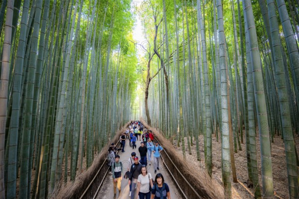 Visitors on their way through bamboo forest, towering bamboo trunks in Arashiyama bamboo forest, Kyoto, Japan