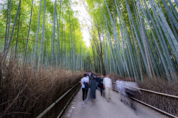 Visitors on their way through bamboo forest, motion blur, long exposure, towering bamboo stems in Arashiyama bamboo forest, Kyoto, Japan