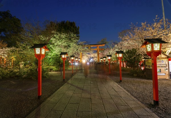 Illuminated trail with cherry blossoms and torii at night, blue hour, Hirano Shrine, Hanami, Kyoto, Japan