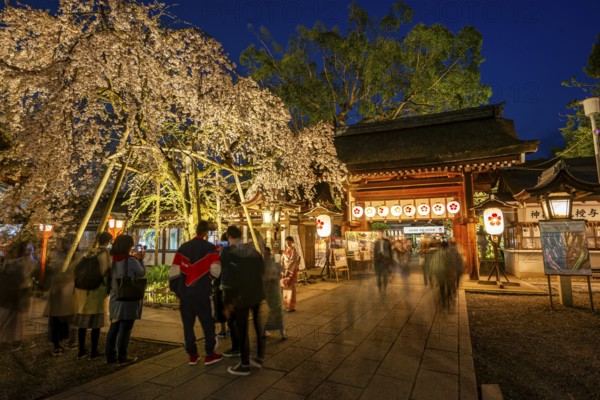 Illuminated Hirano shrine with cherry blossoms at night, blue hour, Hanami, Kyoto, Japan