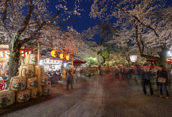 Illuminated food stalls and blooming cherry trees, cherry blossom festival, Hanami, blue hour, Hirano Shrine, Kyoto, Japan