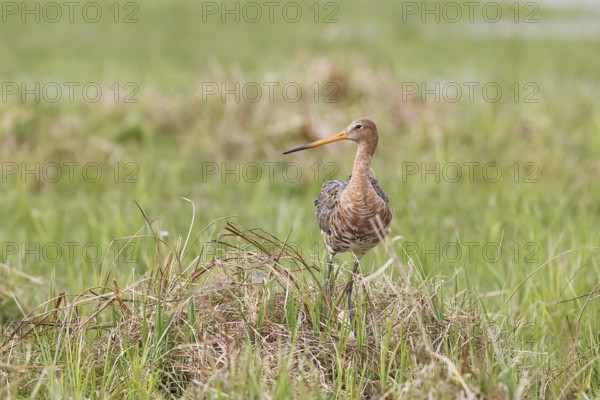 Black gown (Limosa limosa) building a nest on the shore of a lake in a moor, snipe birds, wildlife, nature photography, ox bog, Dümmer See, Hüde, Lower Saxony, Germany