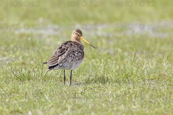 Blacktail (Limosa limosa) runs on the shore of a lake in a moor, snipe birds, wildlife, nature photography, oxmoor, Dümmer See, Hüde, Lower Saxony, Germany