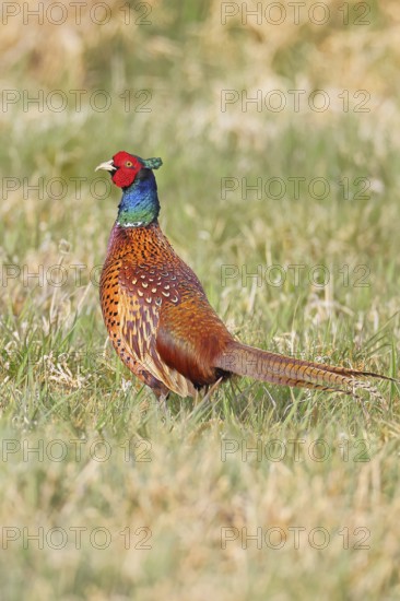Pheasant, hunting pheasant (Phasianus colchicus), adult male bird in a meadow, wildlife, lembruch, ox moor, Dümmer nature park Park, Lower Saxony, Germany