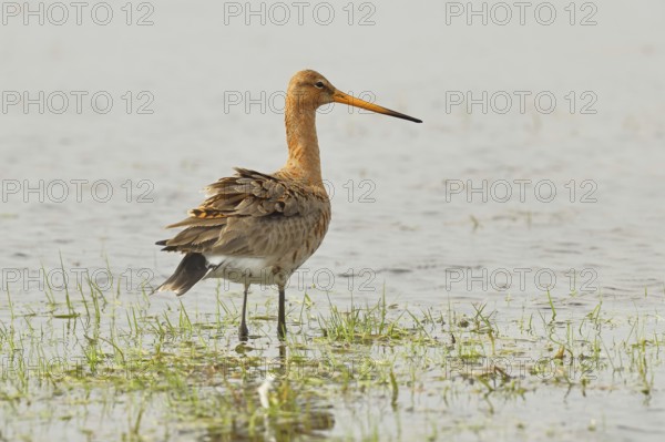 Greenpike (Limosa limosa) runs in shallow water in a moor, snipe birds, wildlife, nature photography, ox bog, Dümmer See, Hüde, Lower Saxony, Germany