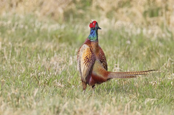 Pheasant, hunting pheasant (Phasianus colchicus), adult male bird courting in a meadow, area demarcation, wildlife, lembruch, ox moor, Dümmer nature park Park, Lower Saxony, Germany