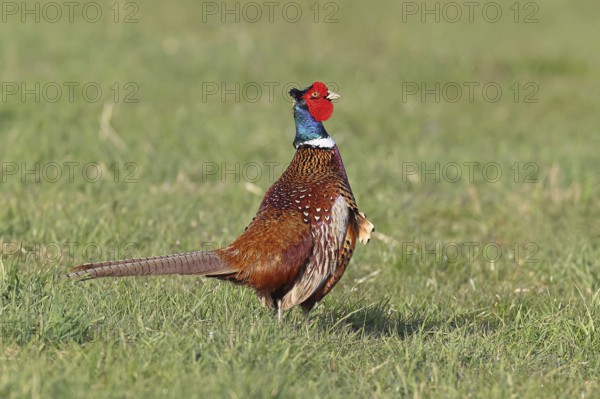 Pheasant, hunting pheasant (Phasianus colchicus), adult male bird in a meadow, wildlife, lembruch, ox moor, Dümmer nature park Park, Lower Saxony, Germany