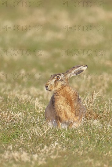 Brown hare (Lepus europaeus) sitting in a meadow, North Rhine-Westphalia, Germany