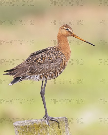 Blacktail (Limosa limosa), sitting room, on a fence post, snipe birds, wildlife, nature photography, wetland, ox moor, Dümmer See, Lembruch, Lower Saxony, Germany