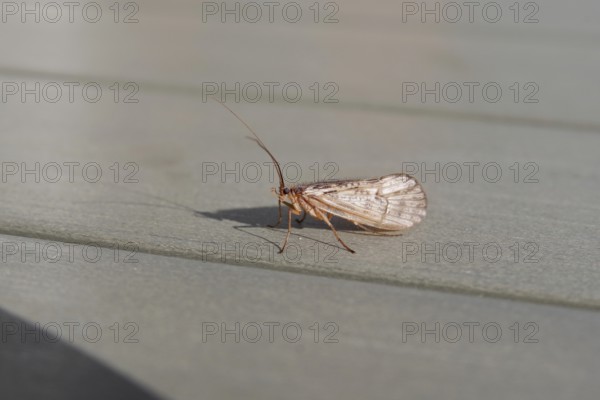 Caddisfly (Trichoptera), insect, macro, halesus, sunlight, close-up of a caddisfly