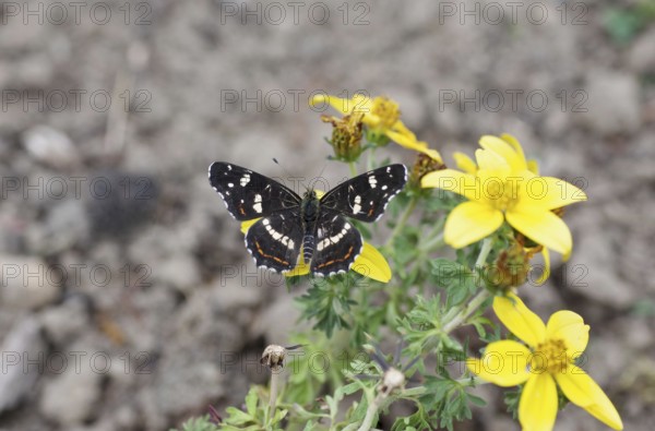 Map (Araschnia levana), flower, yellow, summer generation, nectar, The map sits on a flower with open wings