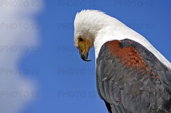 Bald eagle (Haliaeetus leucocephalus) against blue sky, public air show, Cologne, North Rhine-Westphalia, Germany