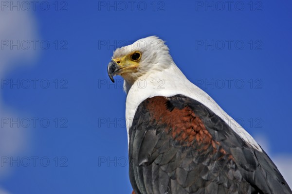 Bald eagle (Haliaeetus leucocephalus) against blue sky, public flight, Cologne, North Rhine-Westphalia, Germany