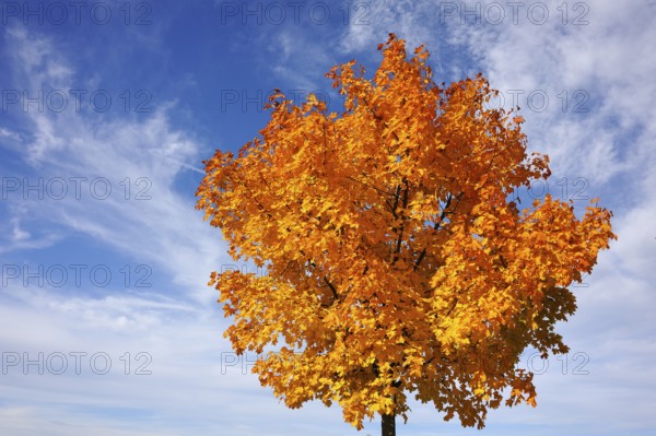Norway maple (Acer platanoides) in golden yellow autumn color in a cloudy sky, Eckental, Middle Franconia, Bavaria, Germany