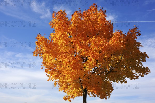 Norway maple (Acer platanoides) in golden yellow autumn color, cloudy sky, Eckental, Middle Franconia, Bavaria, Germany