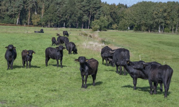 Young water buffaloes (Bubalus arnee) in the willow, Darß, Mecklenburg-Western Pomerania, Germany