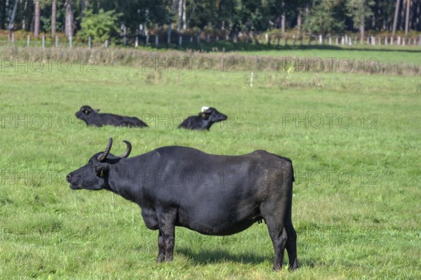 Water buffalo (Bubalus arnee) in the willow, Darß, Mecklenburg-Western Pomerania, Germany
