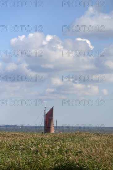 Zeesboot im Bodden, historic fishing boat, today for tourist ferries, reeds in front, Ahrenshoop, Darß, Mecklenburg-Western Pomerania, Germany