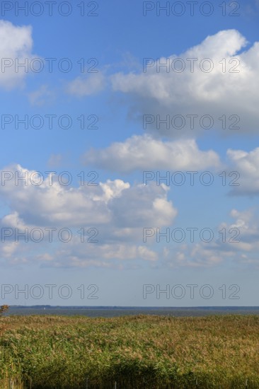 Reed, thatch (Phragmites australis) in front of the lagoon, Ahrenshoop, Darß, Mecklenburg-Western Pomerania, Germany