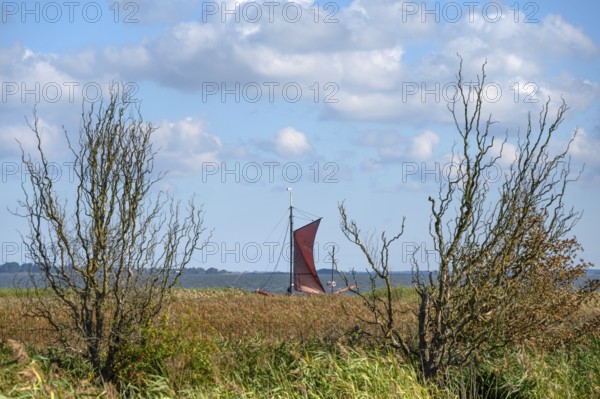 Zeesboot im Bodden, historic fishing boat, today for tourist ferries, reeds in front, Ahrenshoop, Darß, Mecklenburg-Western Pomerania, Germany