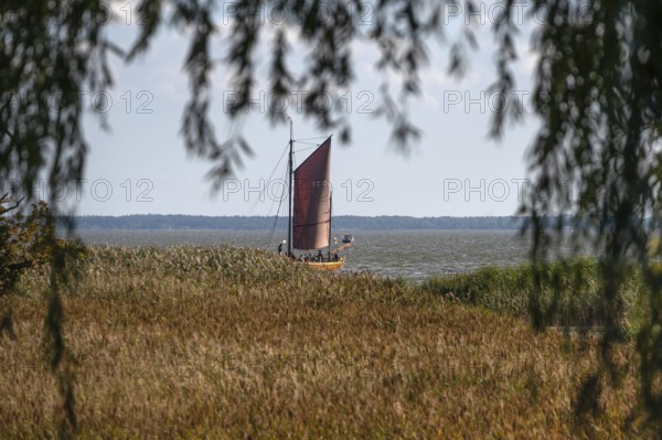 Zeesboot im Bodden, historic fishing boat, today for tourist ferries, Ahrenshoop, Darß, Mecklenburg-Western Pomerania, Germany