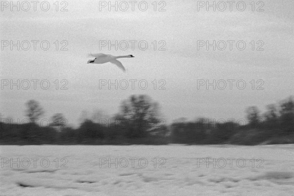 Frozen Elbe, swan flying over ice rink, Bleckede, Lower Saxony, Germany, January 03, 1997, vintage, retro, old, historic