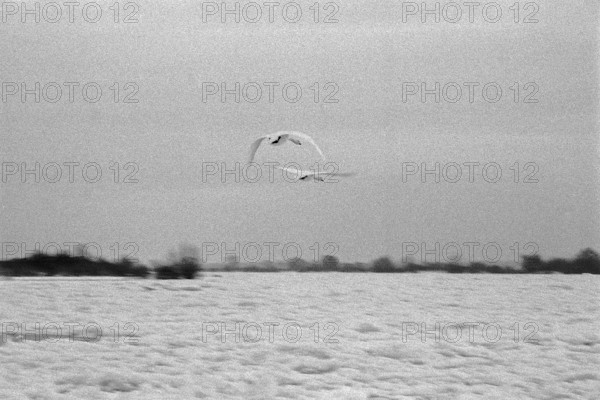 Frozen Elbe, swans flying over ice rink, Bleckede, Lower Saxony, Germany, January 03, 1997, vintage, retro, old, historic