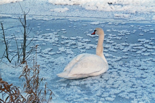 Swan sitting on ice rink, frozen Elbe, Bleckede, Lower Saxony, Germany, January 03, 1997, vintage, retro, old, historic