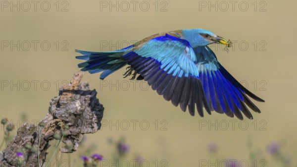 Blue racke (Coracias garrulus), starting from sitting room in a flower meadow with insect in its beak, Kiskunság National Park, Hungary