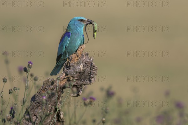 Blue racquet (Coracias garrulus) sitting in a flower meadow with captured sand lizard (Lacerta agilis), in its beak, Kiskunság National Park, Hungary